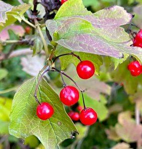 Kalina koralowa – przepis kulinarny na napój