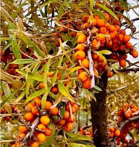 Rokitnik na zmęczone oczy