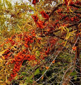 Rokitnik naturalna bomba witaminowa Rokitnik naturalna bomba witaminowa