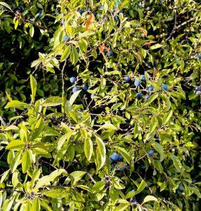 Tarnina – na wsparcie układu moczowego