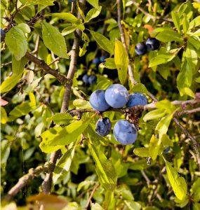 Tarnina na dolegliwości trawienne