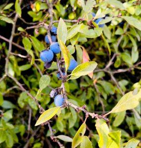 Owoce tarniny na podrażnione gardło