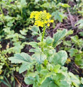 Gorczyca – na obniżenie ciśnienia krwi