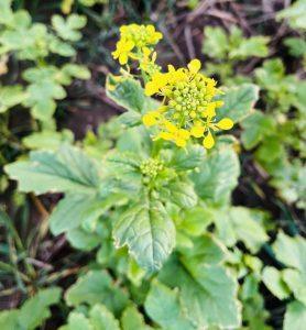 Gorczyca – naturalne wsparcie dla stawów Gorczyca – naturalne wsparcie dla stawów