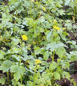 Gorczyca na problemy z trawieniem