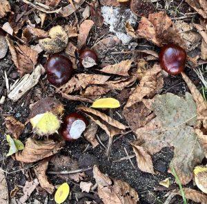 Kasztany – jak zrobić ekologiczny płyn do sprzątania.