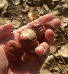 Kasztanowiec – wsparcie przy stłuczeniach i siniakach