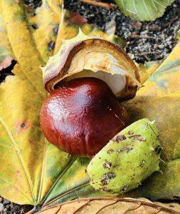 Kasztany – naturalny detergent do prania krok po kroku