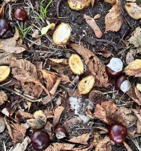 Kasztany – prosty sposób na zmęczone mięśnie