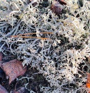 Chrobotek reniferowy do pielęgnacji skóry wrażliwej