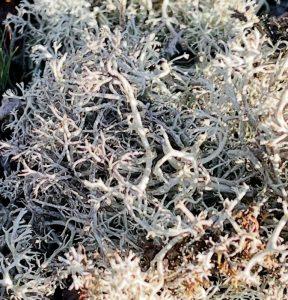 Chrobotek reniferowy na pocące się stopy