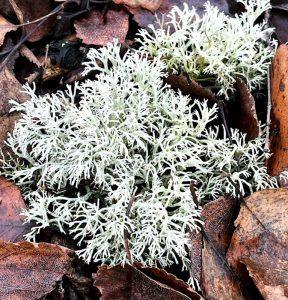 Chrobotek reniferowy – na ochronę skóry podrażnionej