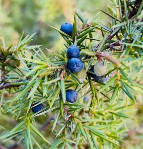 Owoce jałowca na uczucie zatrzymania wody w organizmie
