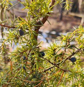 Szyszkojagody jałowca na zimową chandrę