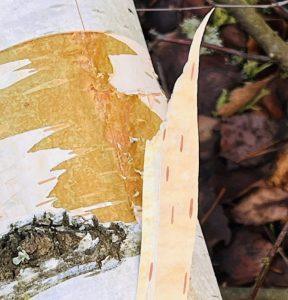 Kora brzozy dla komfortu dróg moczowych