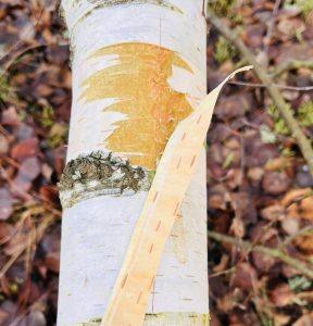 Kora brzozy – na obrzęki nóg