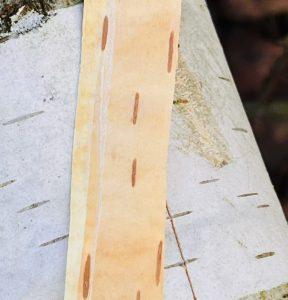 Kora brzozy – sposób na tłustą świecącą skórę