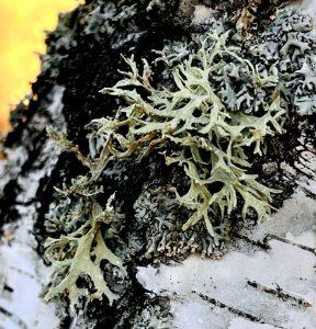 Mąkla tarniowa – naturalna pomoc przy nadmiernej potliwości