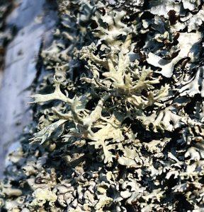 Mąkla tarniowa – wsparcie w pielęgnacji skóry