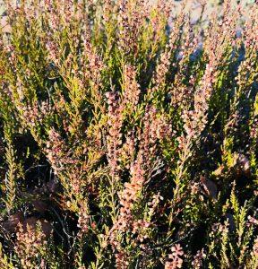 Wrzos zwyczajny -napar na wyciszenie przed snem