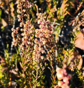 Wrzos zwyczajny – na wsparcie dróg moczowych