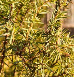 Igły jałowca na zatkany nos