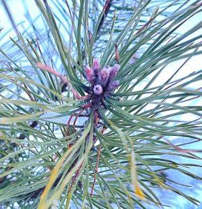 Igły sosny na katar i zatkane zatoki