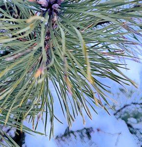 Igły sosny na grypę i przeziębienie