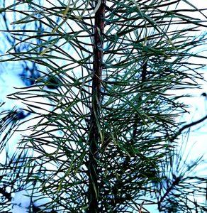 Igły sosny na wzmocnienie w czasie zimy