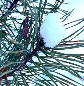 Igły sosny – wsparcie dróg oddechowych
