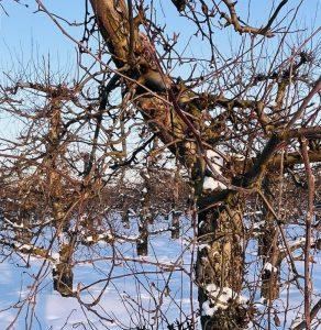 Kora jabłoni – na wysoki cukier