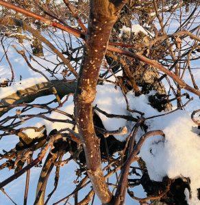 Kora jabłoni na problemy ze skórą i potliwość stóp