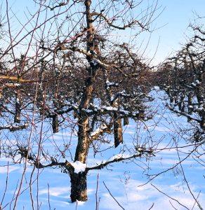 Kora jabłoni na przeziębienie