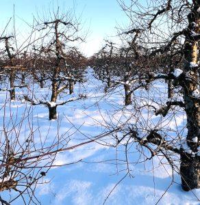 Kora jabłoni – na wsparcie gospodarki cukrowej