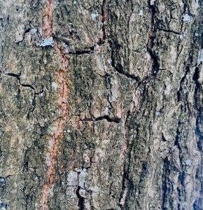 Kora dębu na wsparcie przy biegunce