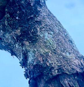 Kora dębu na podrażnienia okolic intymnych