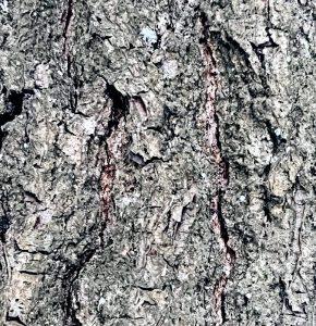 Kora dębu na nadmierną potliwość stóp i dłoni