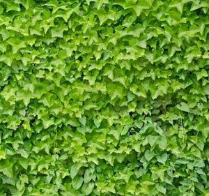 Jak rozpoznać bluszcz pospolity? Nie pomyl go z ozdobnym!