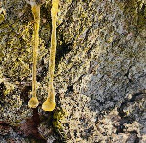 Żywica świerkowa – inhalacja na wsparcie dróg oddechowych