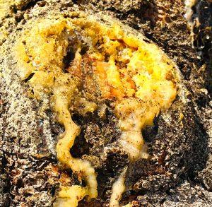 Żywica świerkowa na grzybicę paznokci