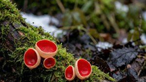 Czarka Austriacka. Czerwony neon w środku zimy. 