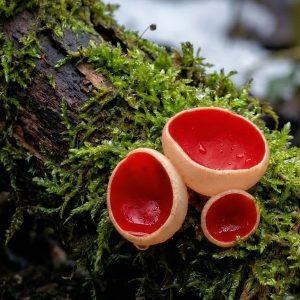 Czarka austriacka szkarłatna